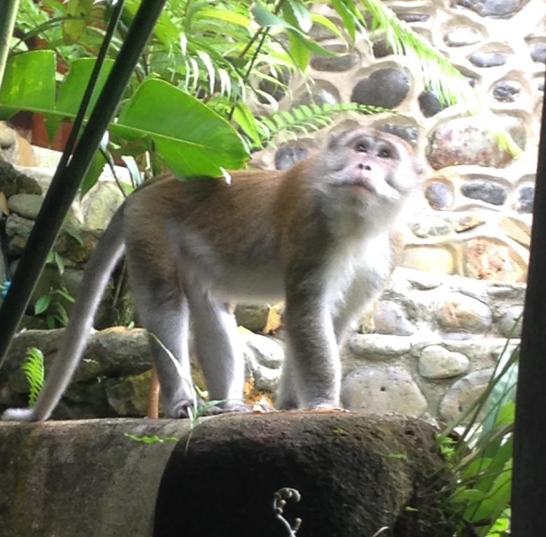 Kupu Kupu Garden Guest House & Cafe Bukit Lawang Eksteriør bilde